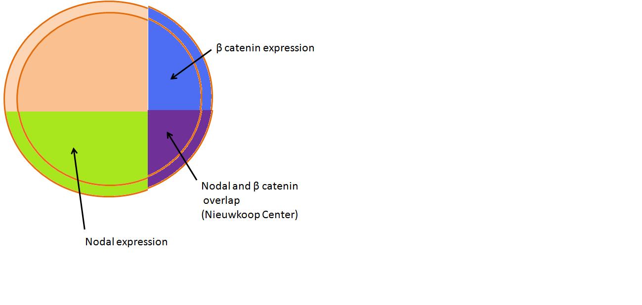 FIG V: Neiuwkoop center formation due to nodal and βcatenin overlap.