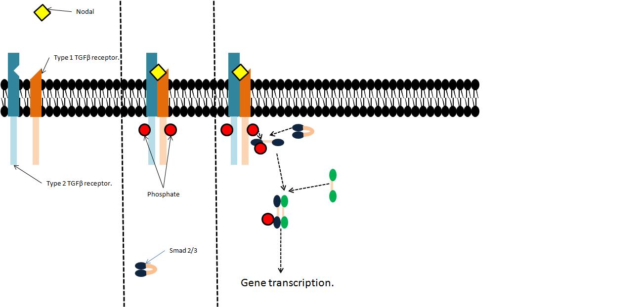 FIG III: TGFbeta signalling, and Smad recruitment.