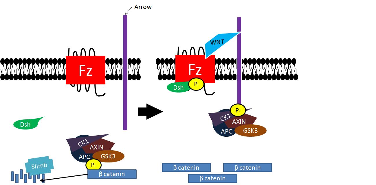 FIG II: Wnt signalling pathway. Left: without Wnt. Right: with Wnt.