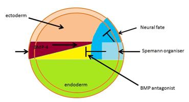 FIG IX: tissue fate map due to influence of the organiser.