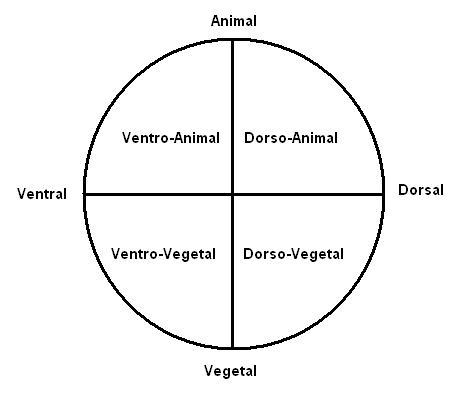 Xenopus egg axial divisions